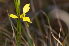 Diuris abbreviata
