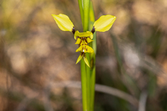 Diuris abbreviata