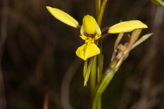 Diuris abbreviata