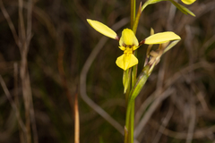 Diuris abbreviata