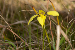 Diuris systena