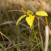Diuris systena - Photo (c) Liana, some rights reserved (CC BY-NC), uploaded by Liana