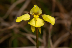 Diuris systena