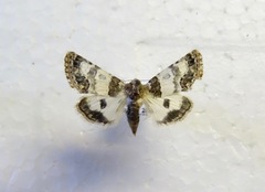 Schinia albafascia