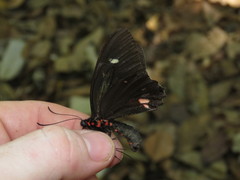 Parides childrenae