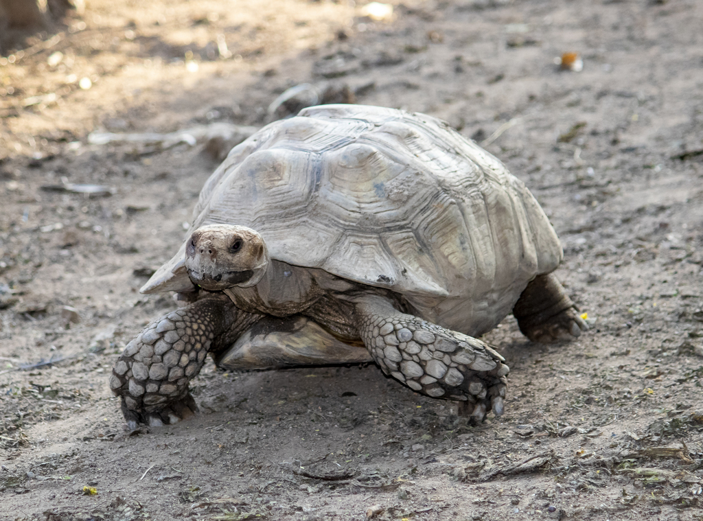 African Spurred Tortoise in October 2020 by Nick Hobgood · iNaturalist