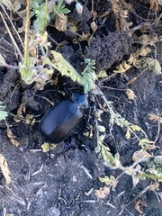 Calosoma vagans
