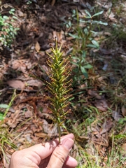 Platanthera chapmanii