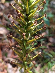 Platanthera chapmanii