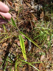 Platanthera chapmanii