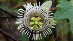 Passiflora exsudans