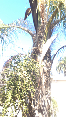 Cocoseae
