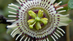Passiflora exsudans