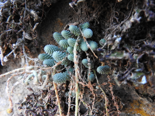 Sedum greggii, photograph 6