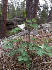 Aquilegia laramiensis