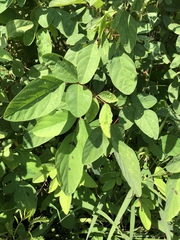Desmodium tortuosum