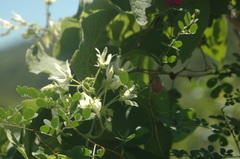 Polystemma cordifolium