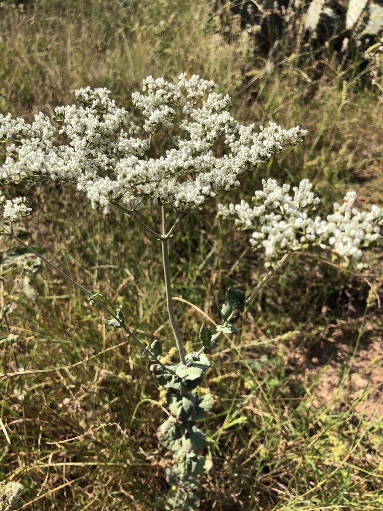 HeartSepal Wild Buckwheat from Hebbronville, TX, US on October 12
