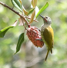 Gray-Crowned Woodpecker photo 4