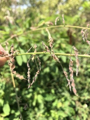 Desmodium tortuosum