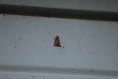 Phyprosopus callitrichoides