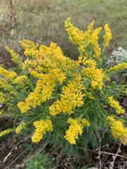 Solidago