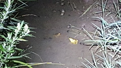 Pelophylax chosenicus