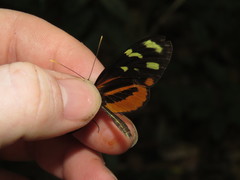 Mechanitis polymnia isthmia