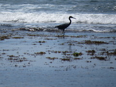 Egretta caerulea