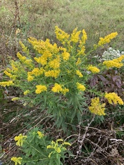 Solidago