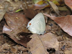 Strephonota ambrax