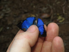 Strephonota ambrax