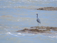 Egretta caerulea