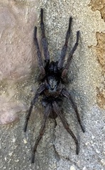 Nemesiidae