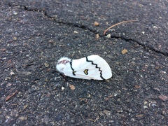 Hemileuca neumoegeni