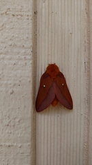 Anisota virginiensis