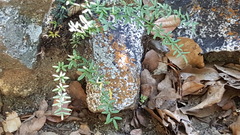 Pellaea ternifolia brandegeei