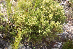 Brunia paleacea