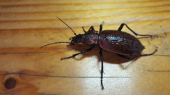 Carabus smaragdinus