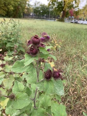 Arctium