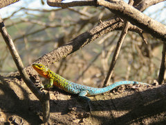 Liolaemus tenuis