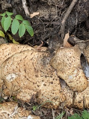 Cerioporus squamosus