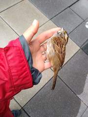 Zonotrichia albicollis