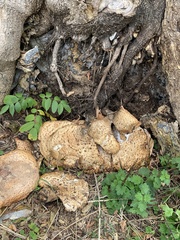 Cerioporus squamosus