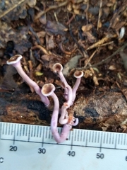 Trogia cantharelloides