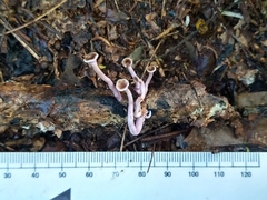 Trogia cantharelloides