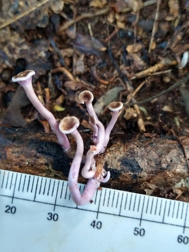 Trogia cantharelloides