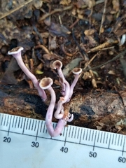 Trogia cantharelloides