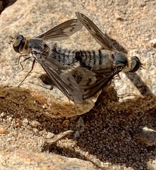 Poecilanthrax californicus