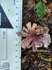 Trogia cantharelloides